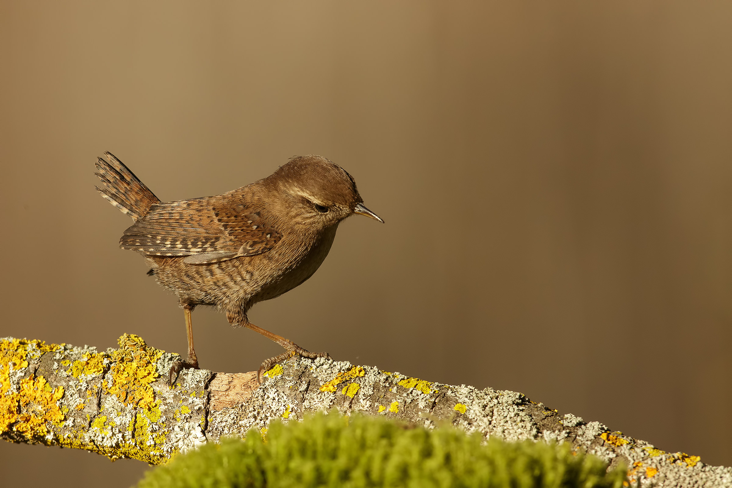 Wren
