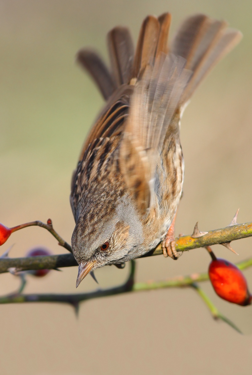 Dunnock