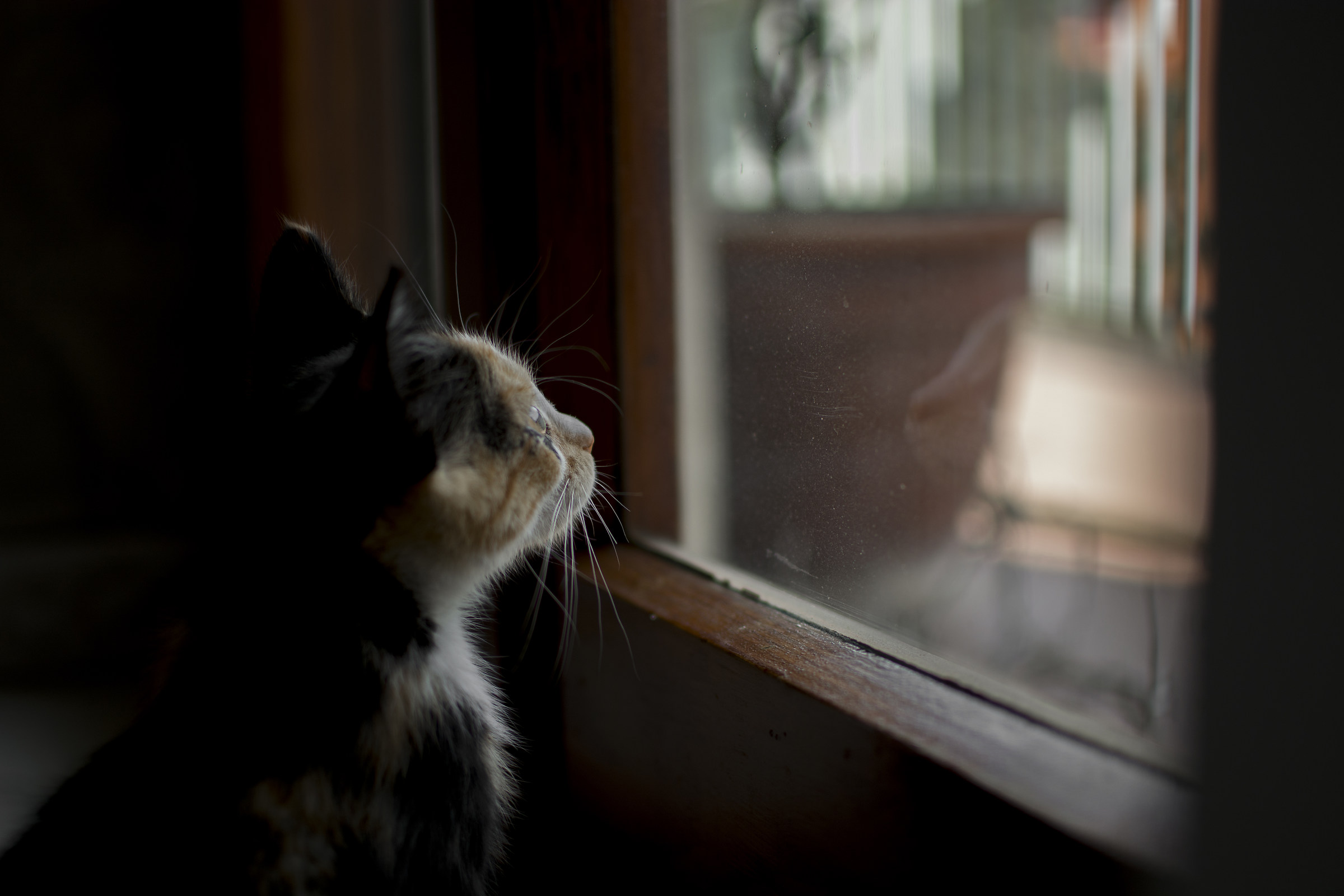 My "model" preferred