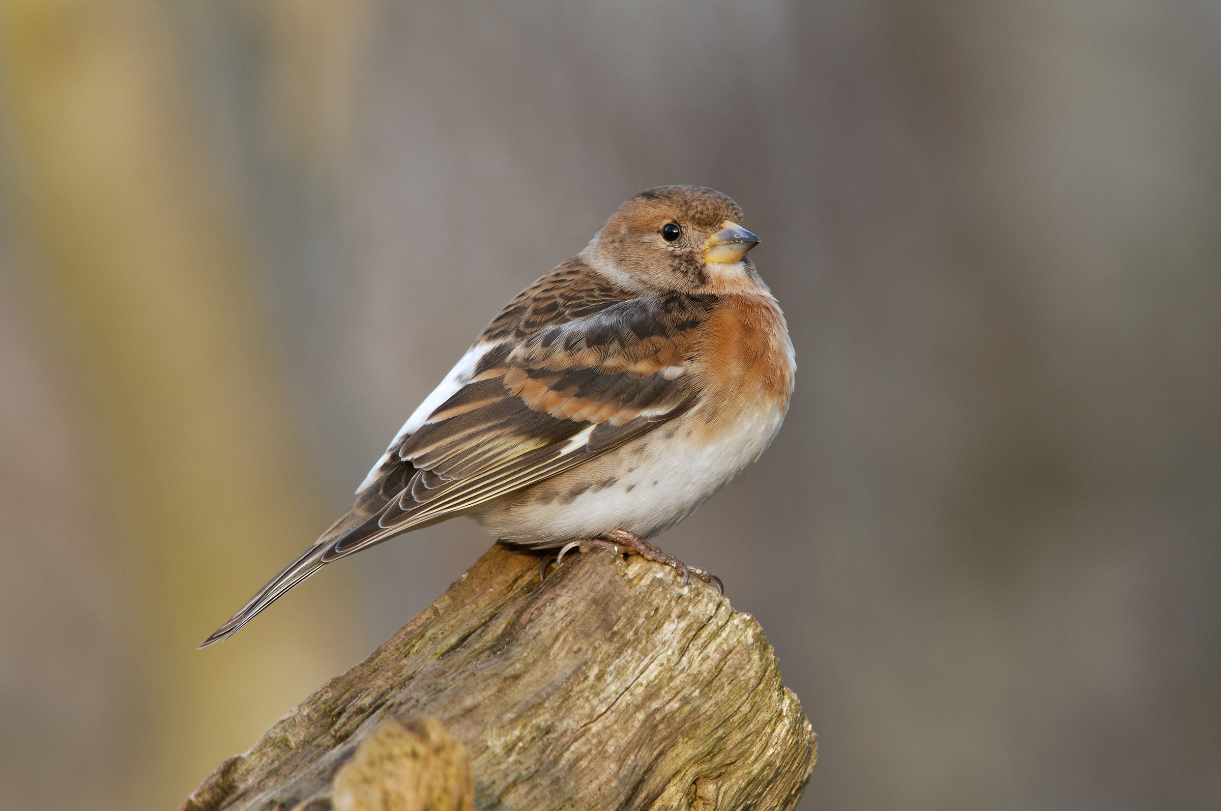 Brambling