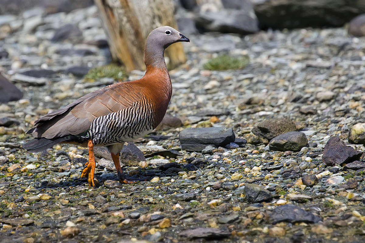Grey-headed goose