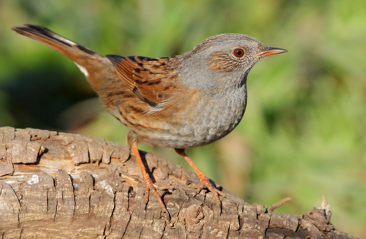 Dunnock