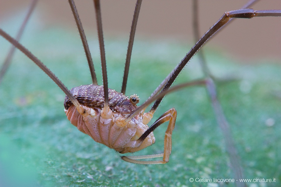 Opilionide un vero extraterrestre...