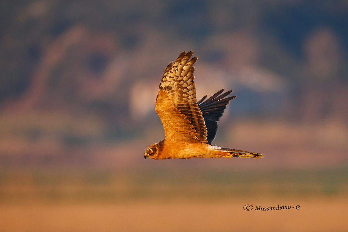 pallid Harrier