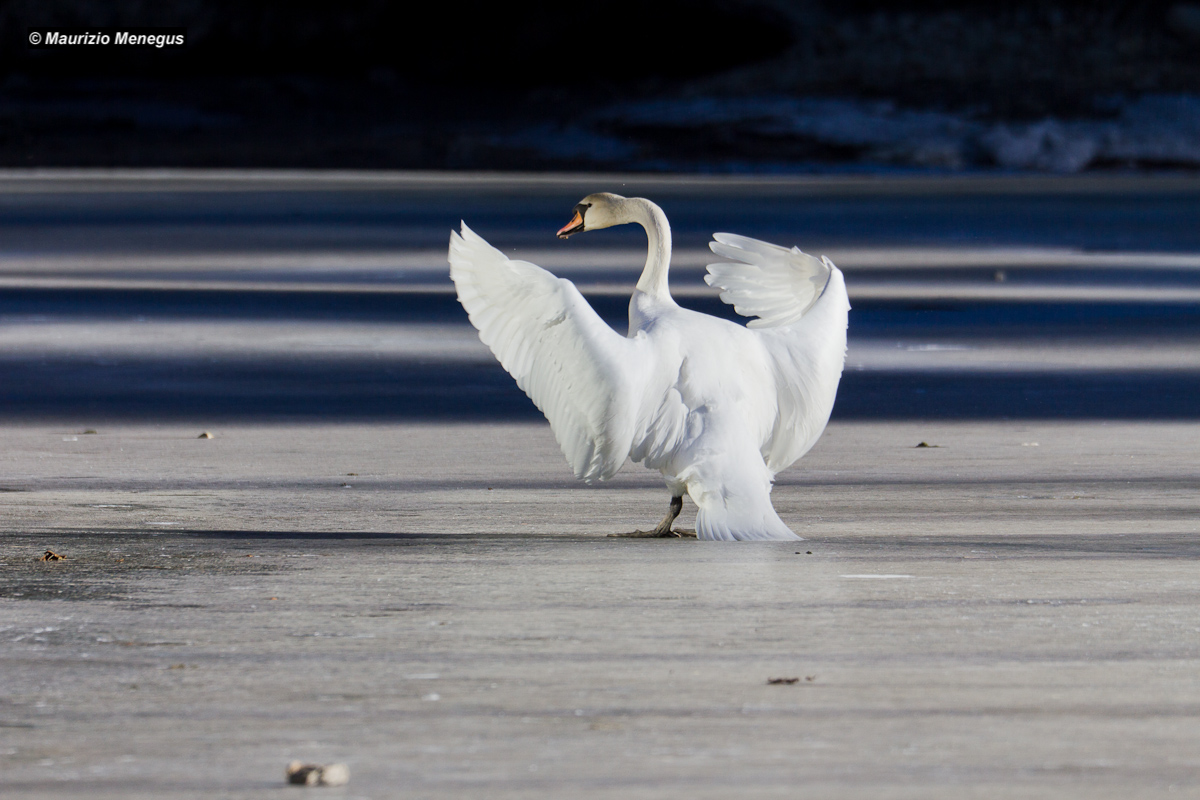 L'atterraggio del cigno