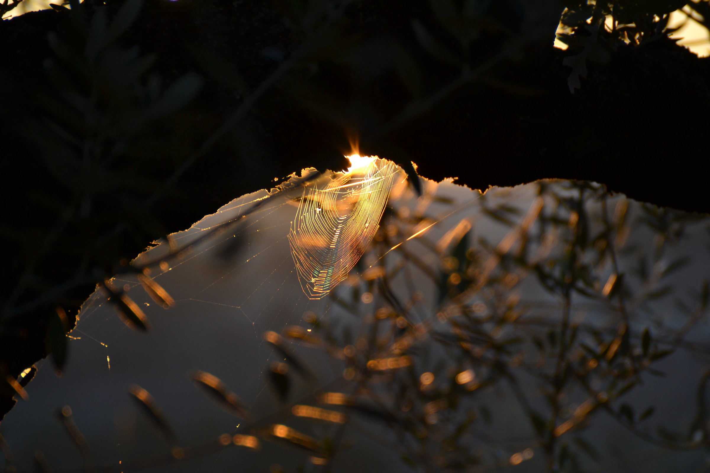 Una tela controluce..