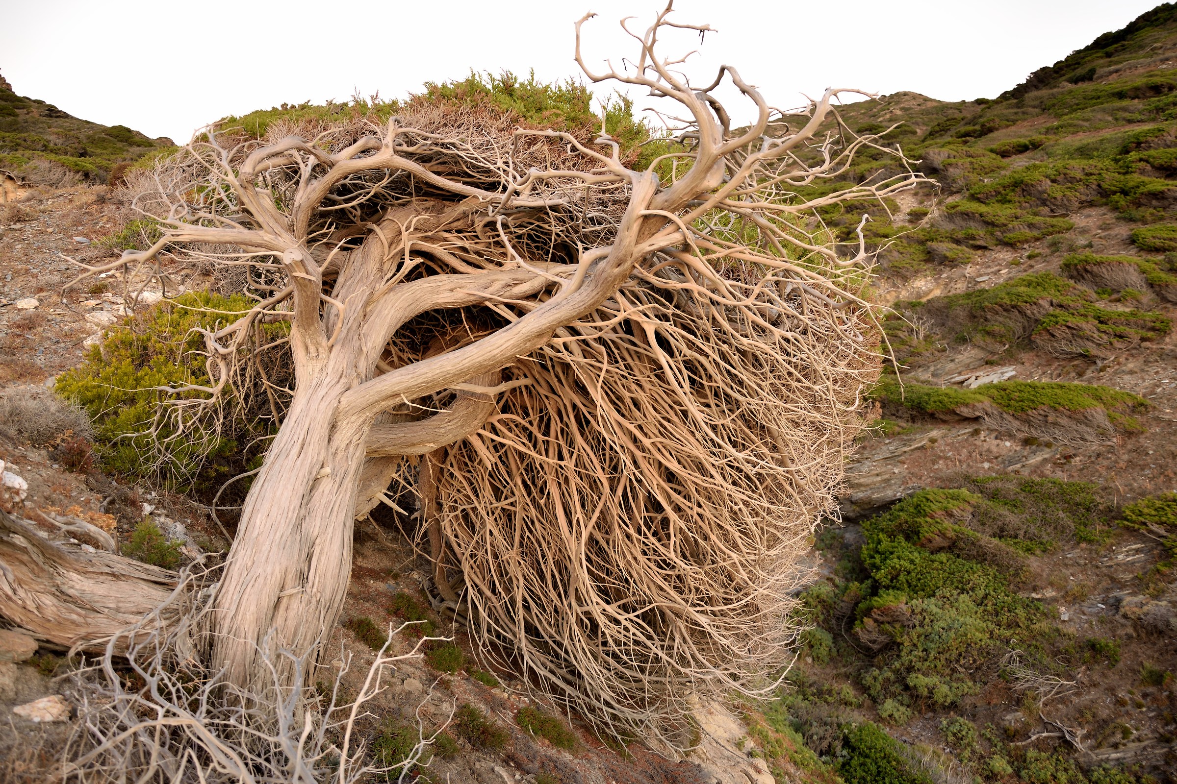 juniper tree bent by the mistral