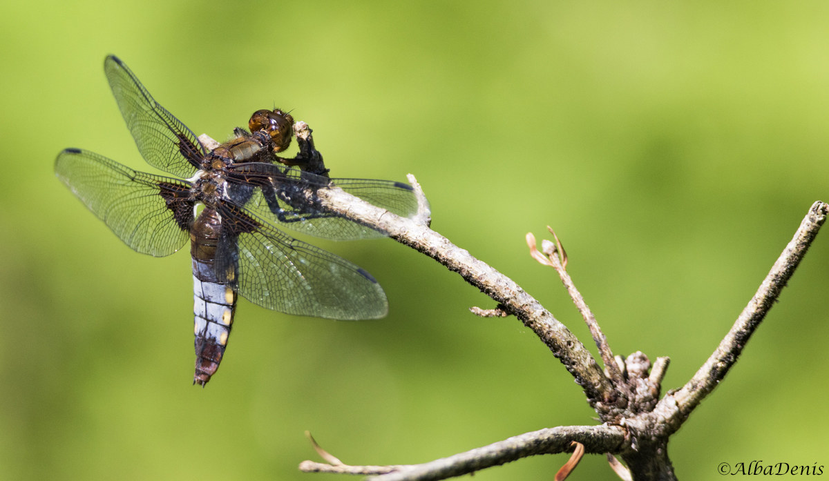 libellula