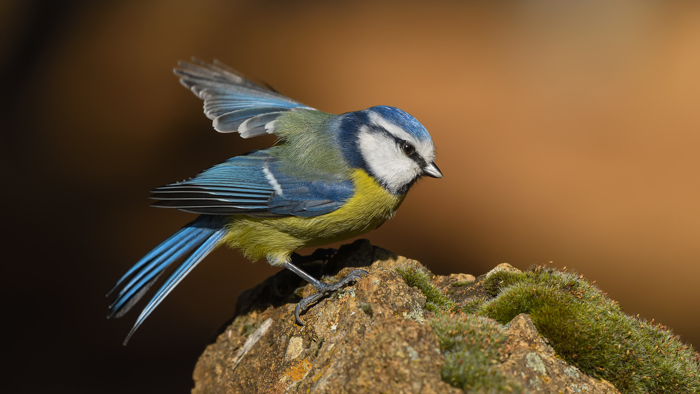 Eurasian Blue Tit / Cyanistes caeruleus