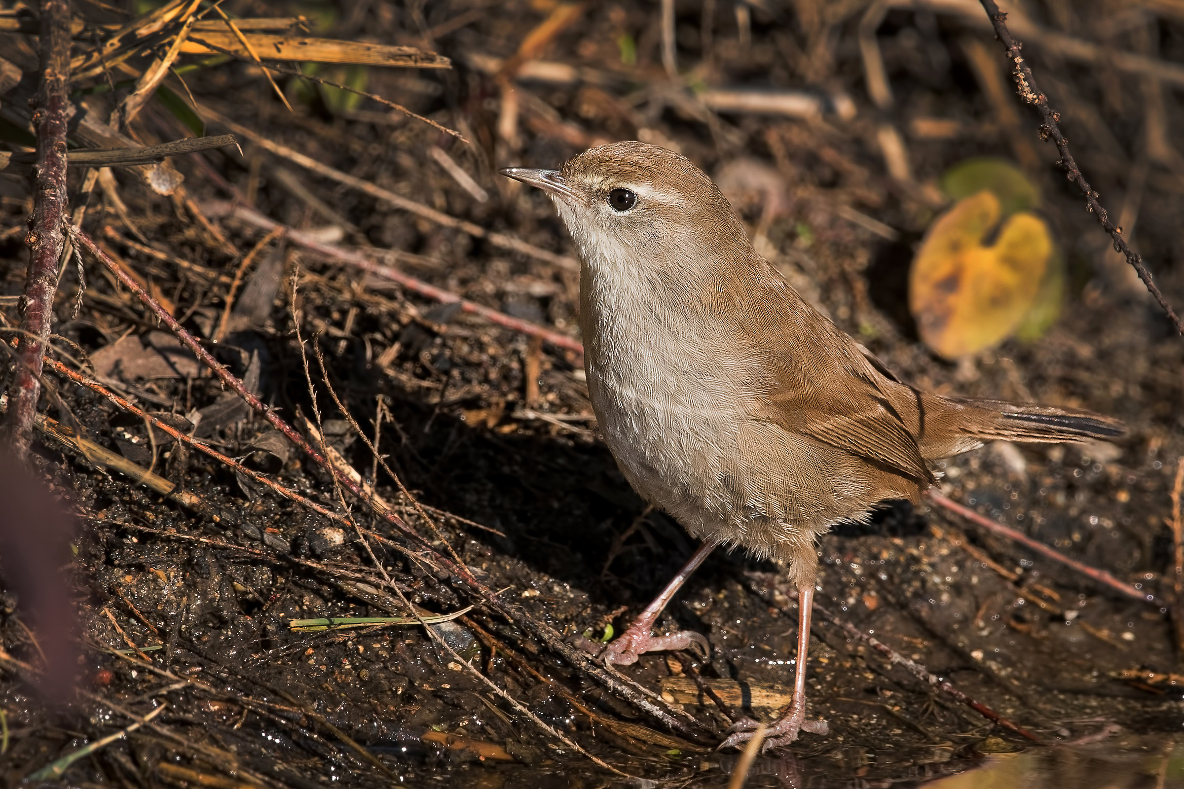 Cetti's warbler