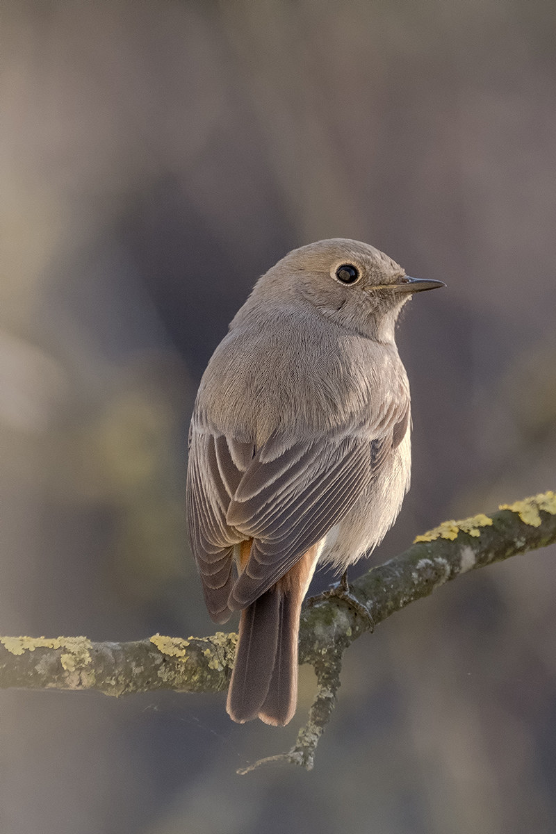 Codirosso spazzacamino (femmina)