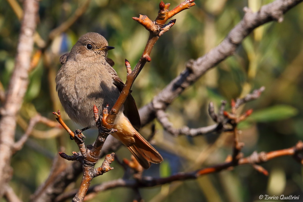 black redstart