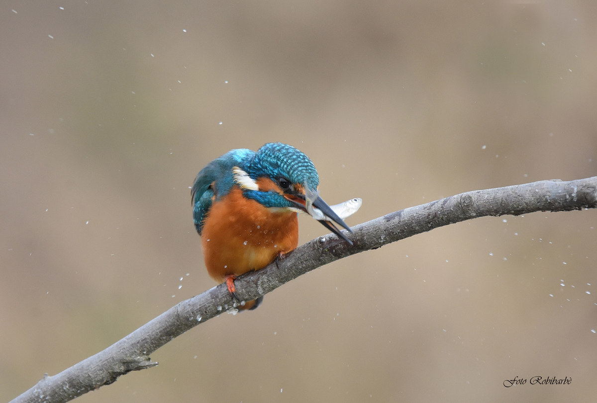 Martino...spietato...