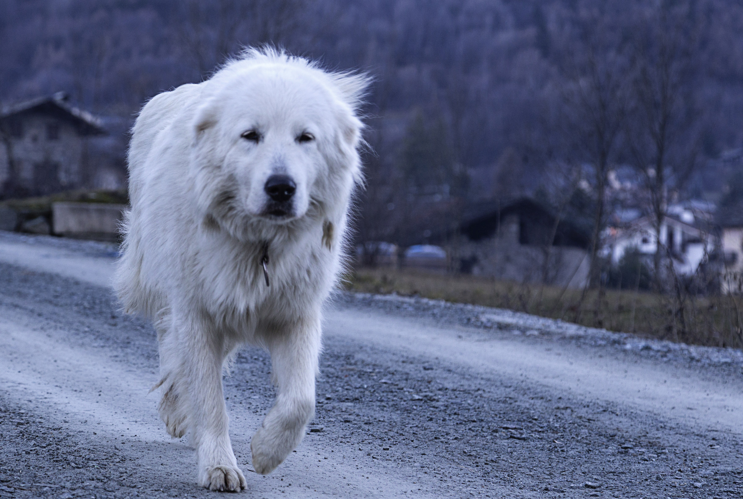 I'm a Dog who Walk Alone