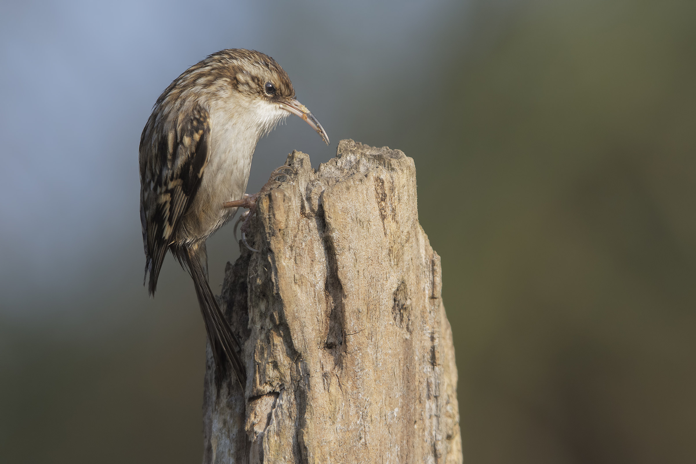 Rampichino (Certhia brachydactyla)