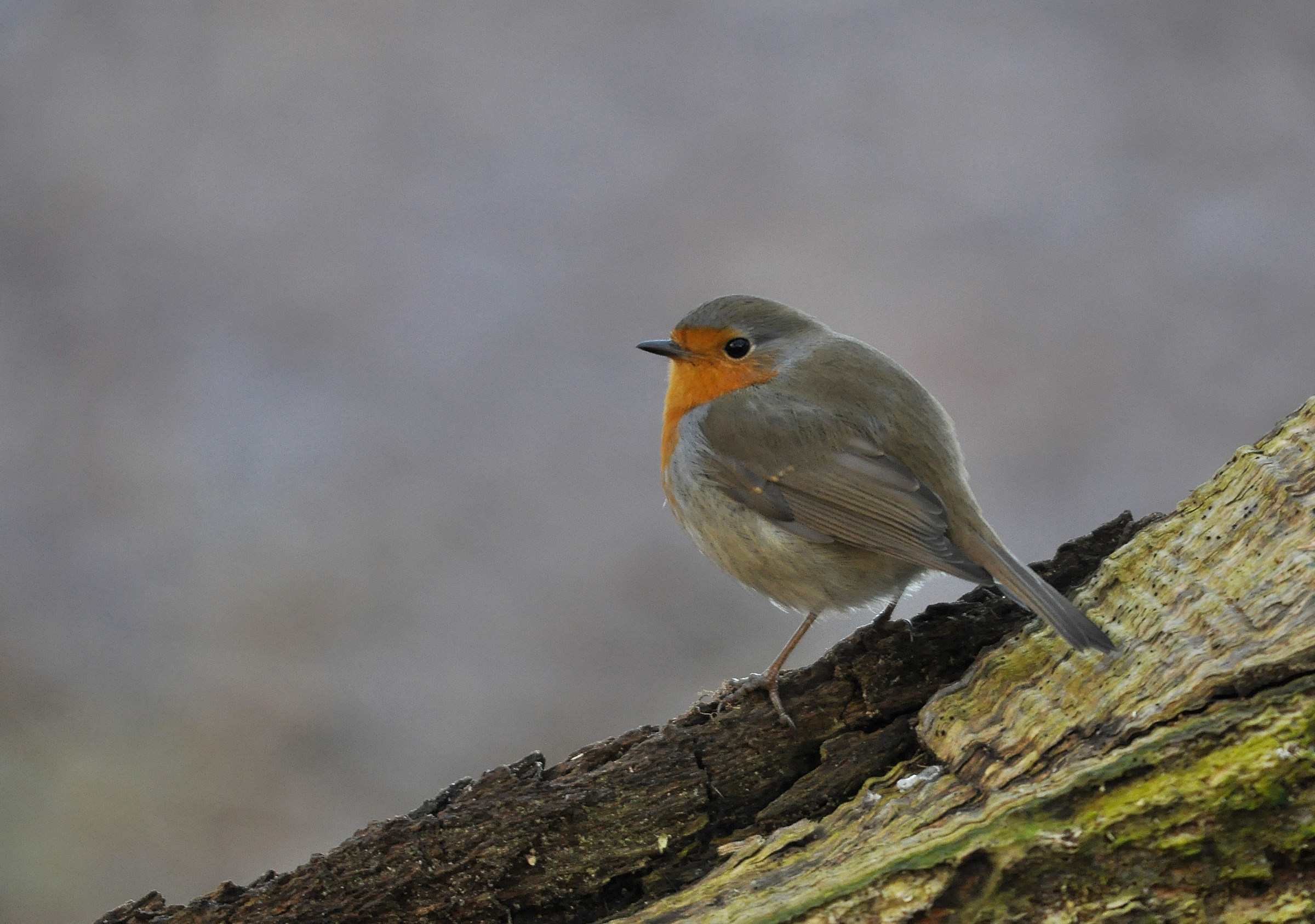 Un tocco di colore in questa giornata uggiosa...