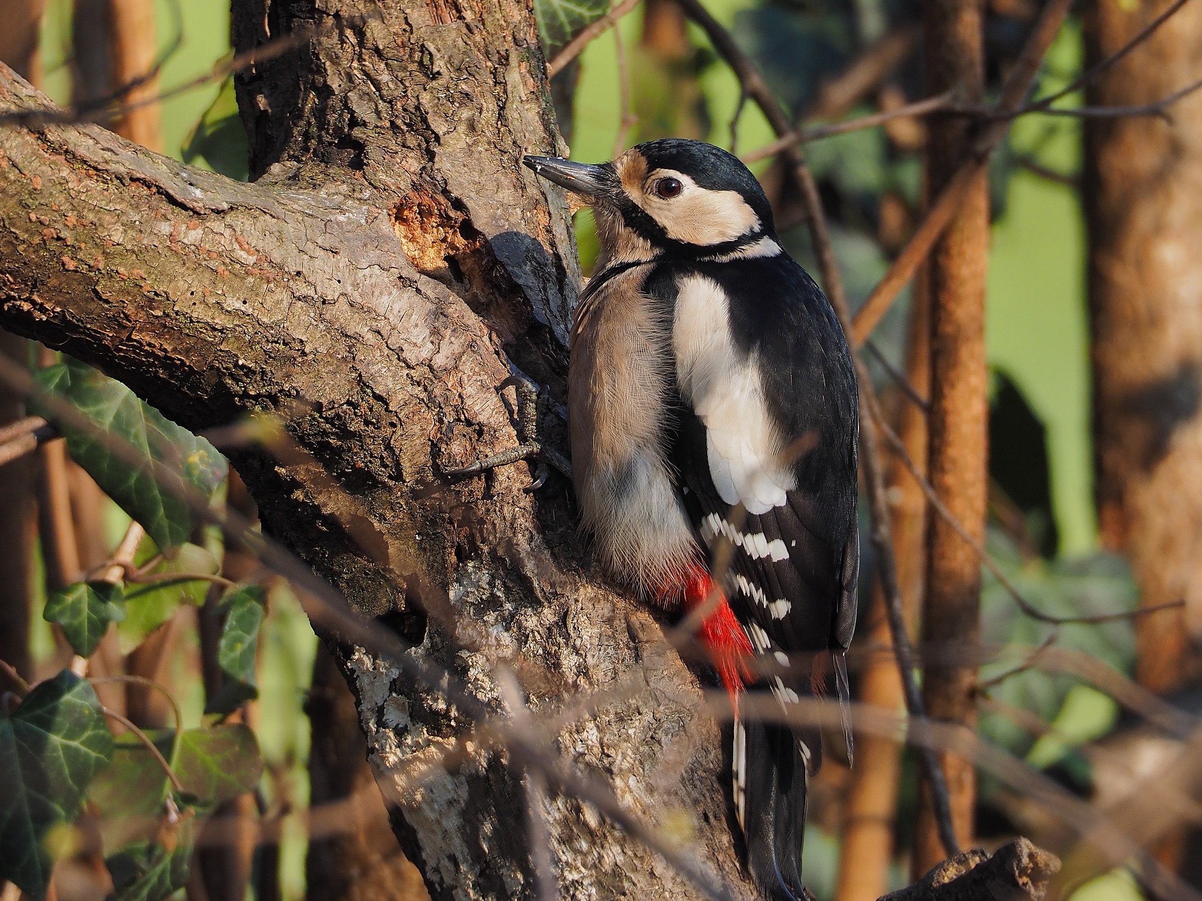 The woodpecker Chubby