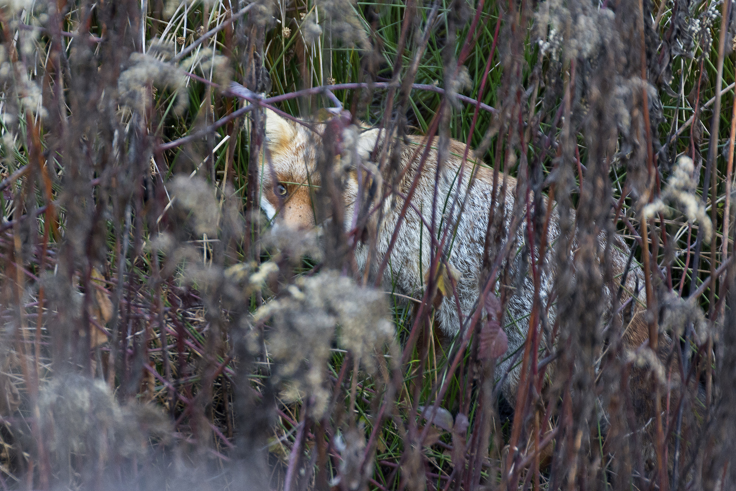 Attentive to everything