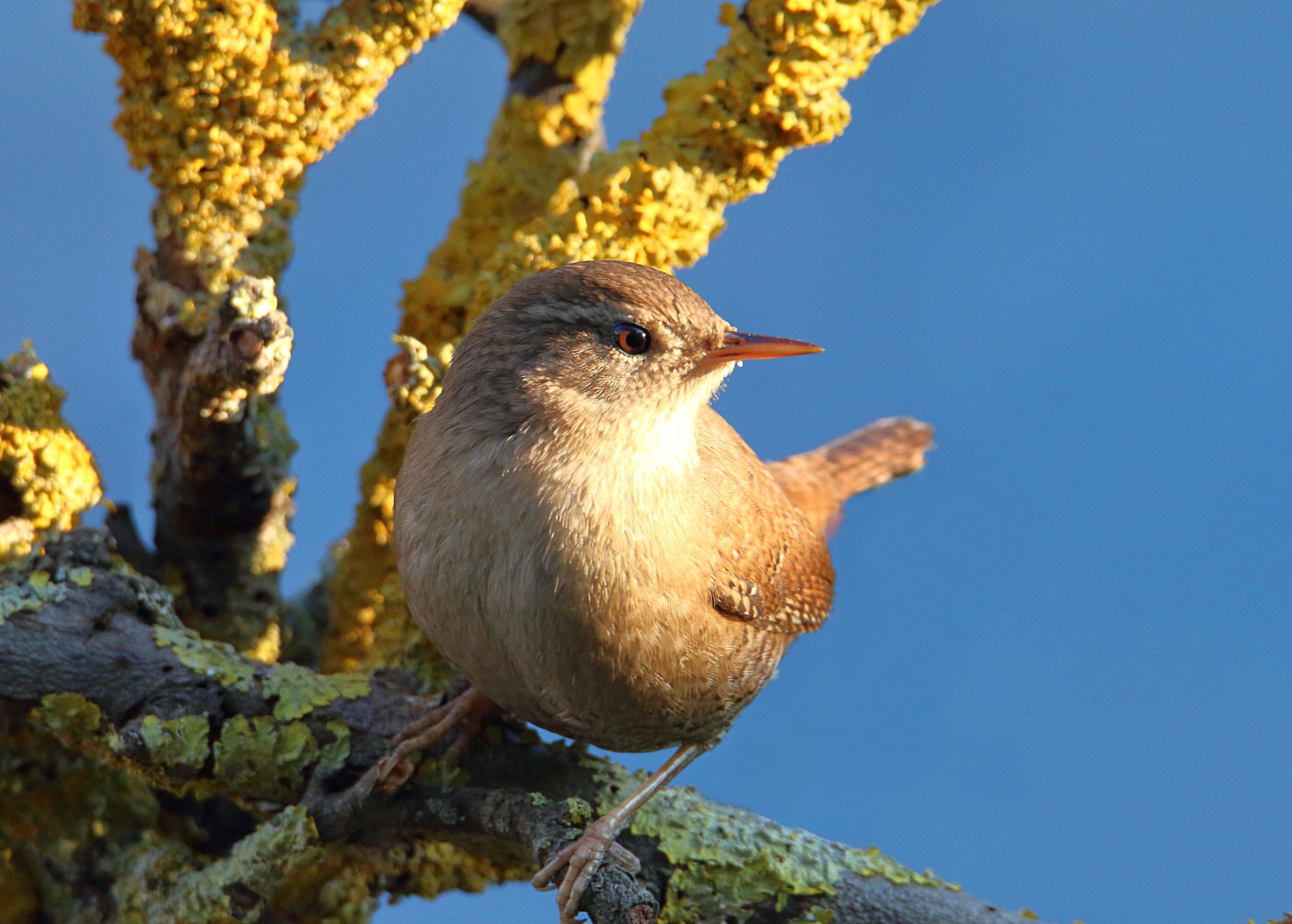 Wren