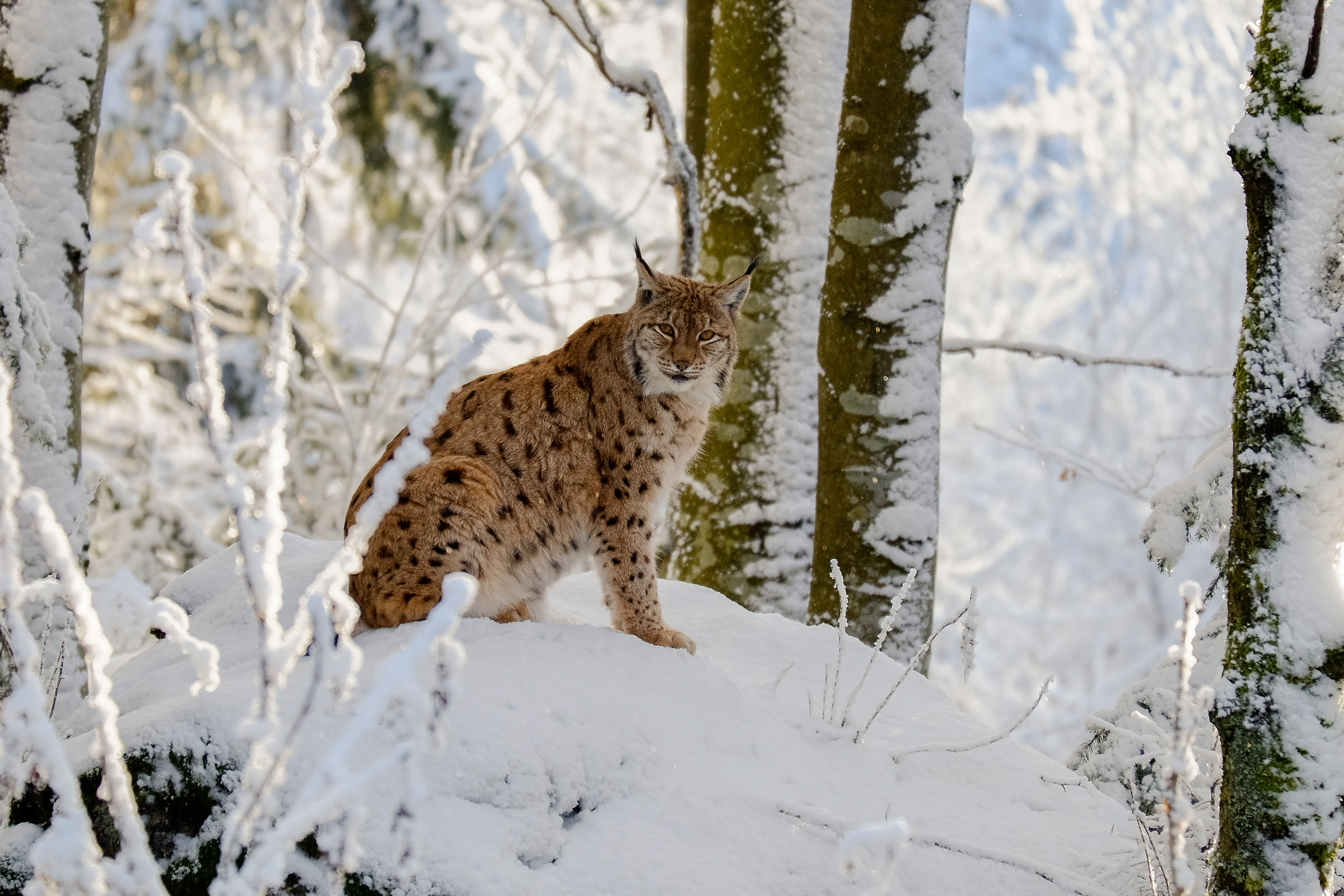 Lynx