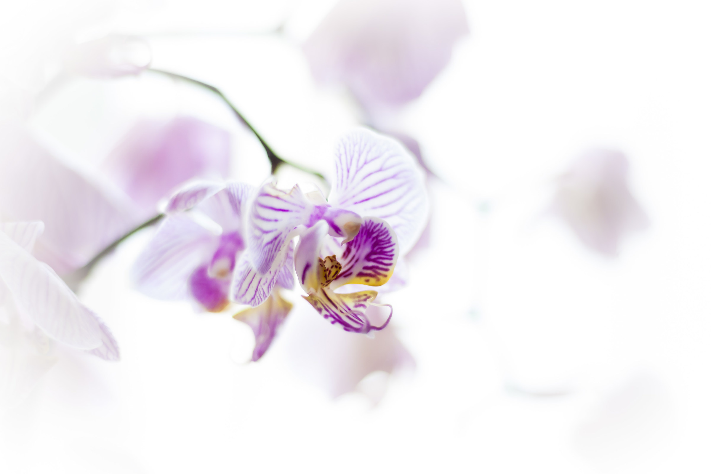 Orchid