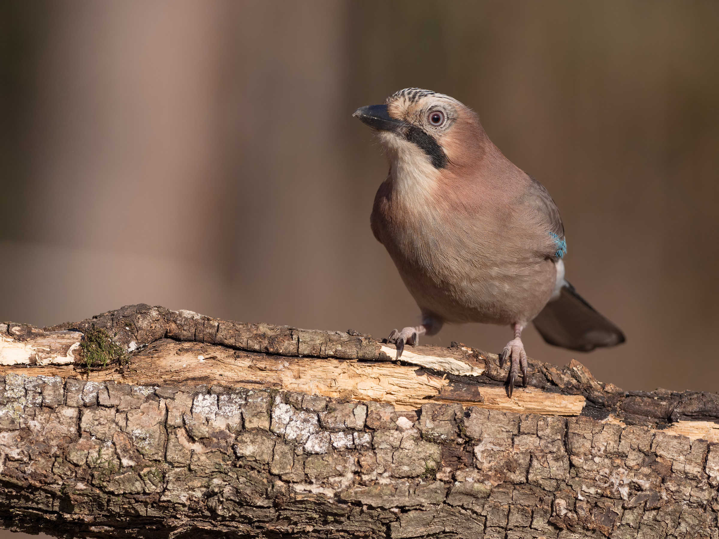Jay - e-m1 mark II - Full Resolution