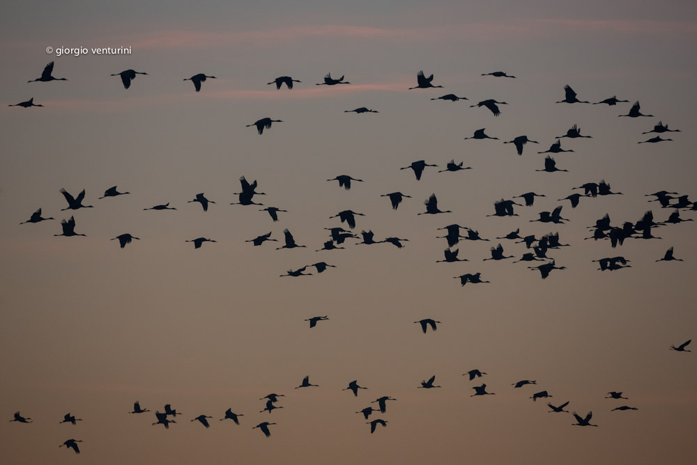 100 crane (approximately)