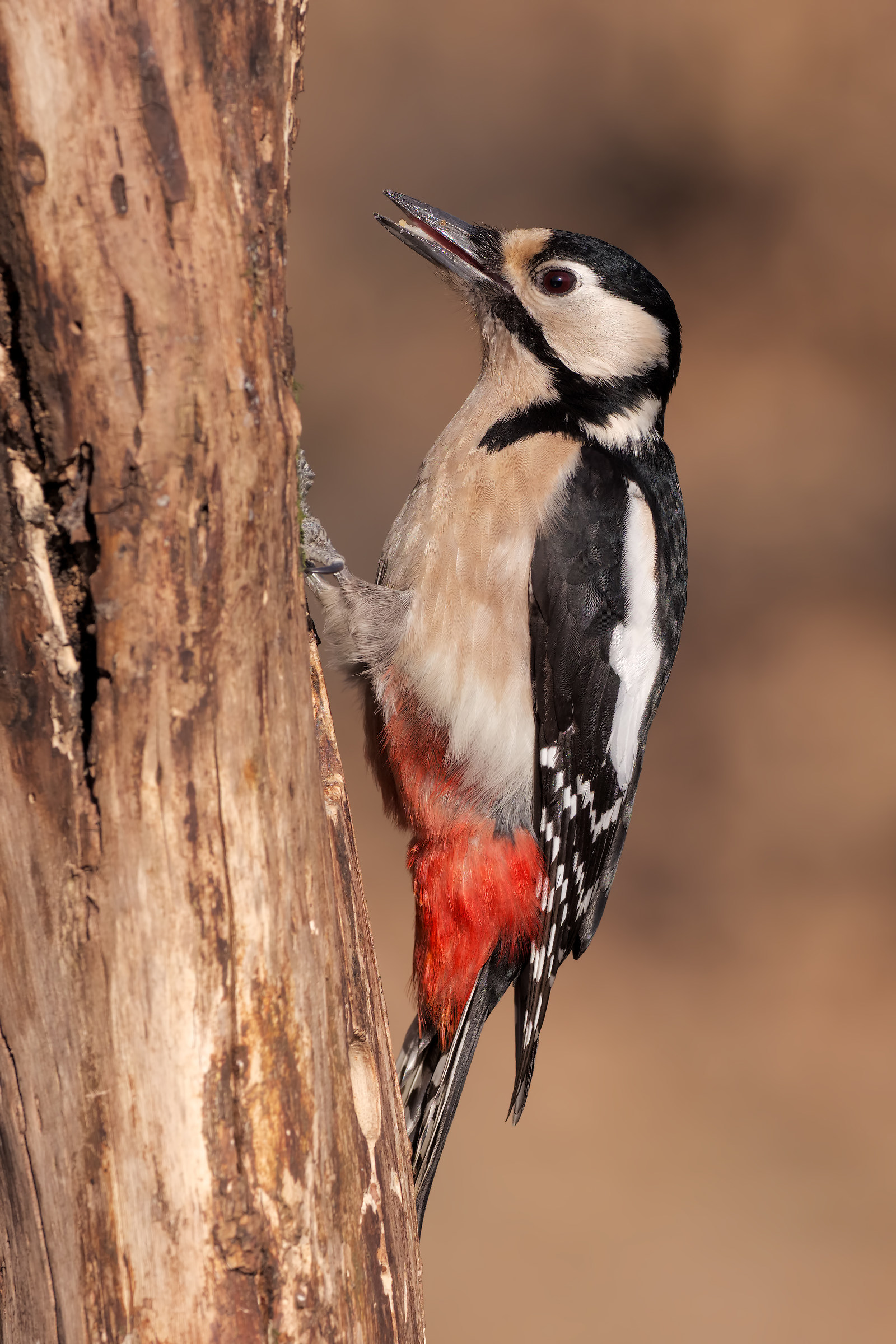 Spotted Woodpecker - e-m1 mark II