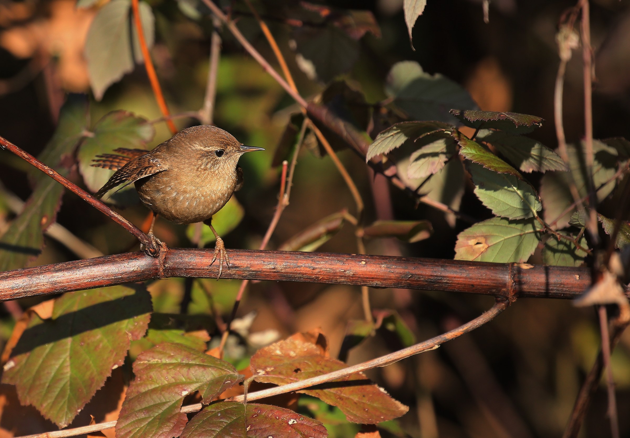 small wren