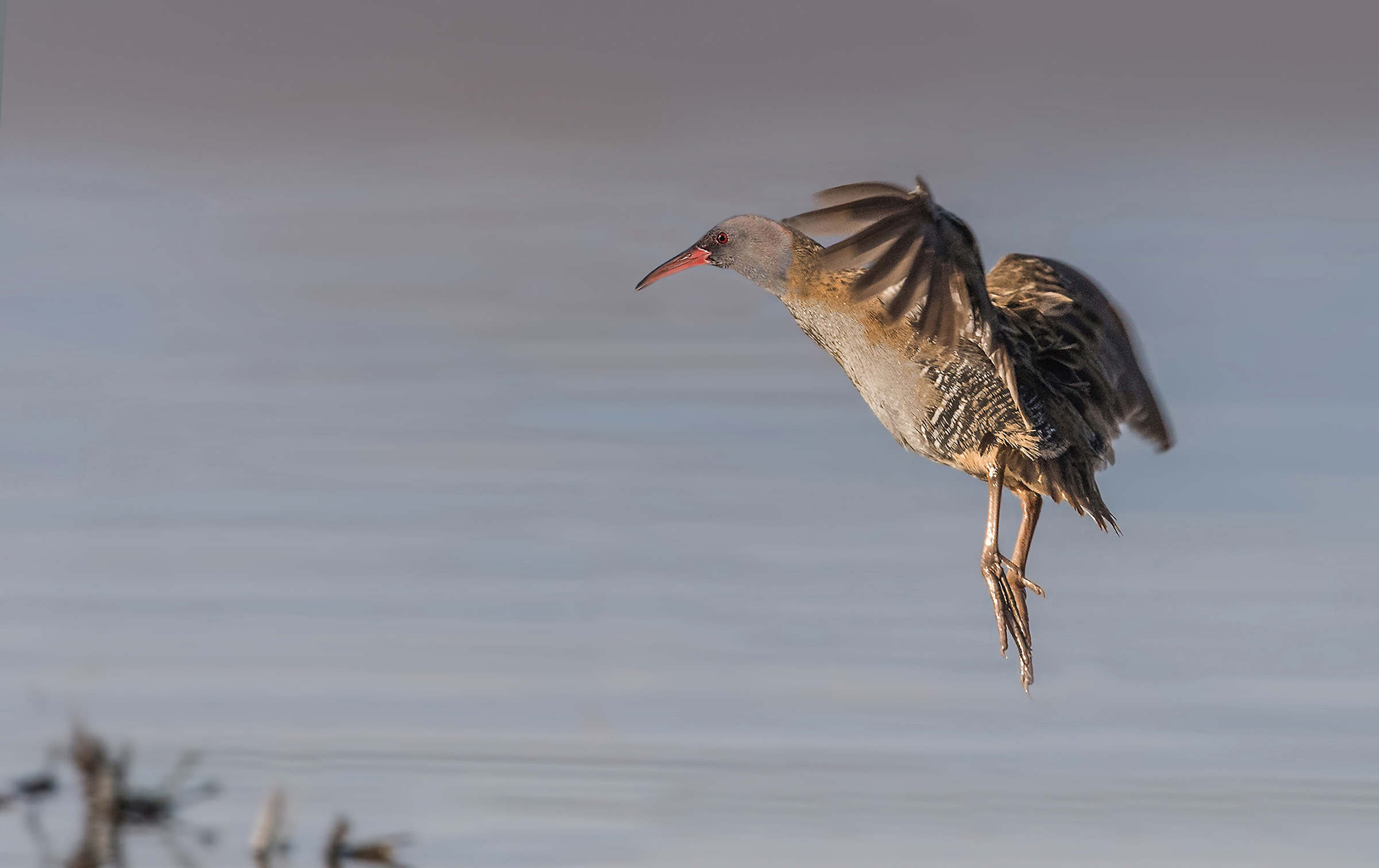 Water Rail