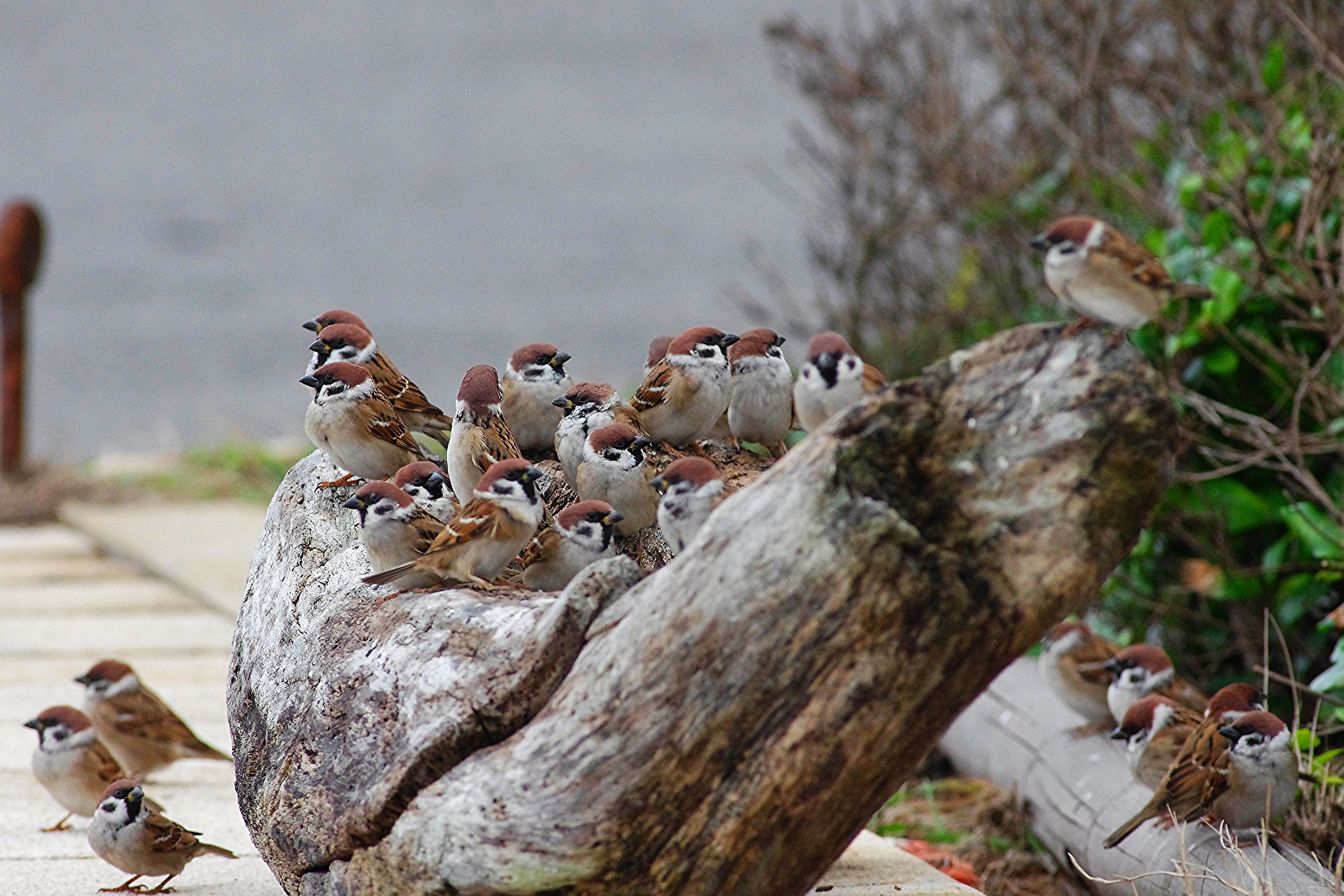 Eurasian Tree Sparrow