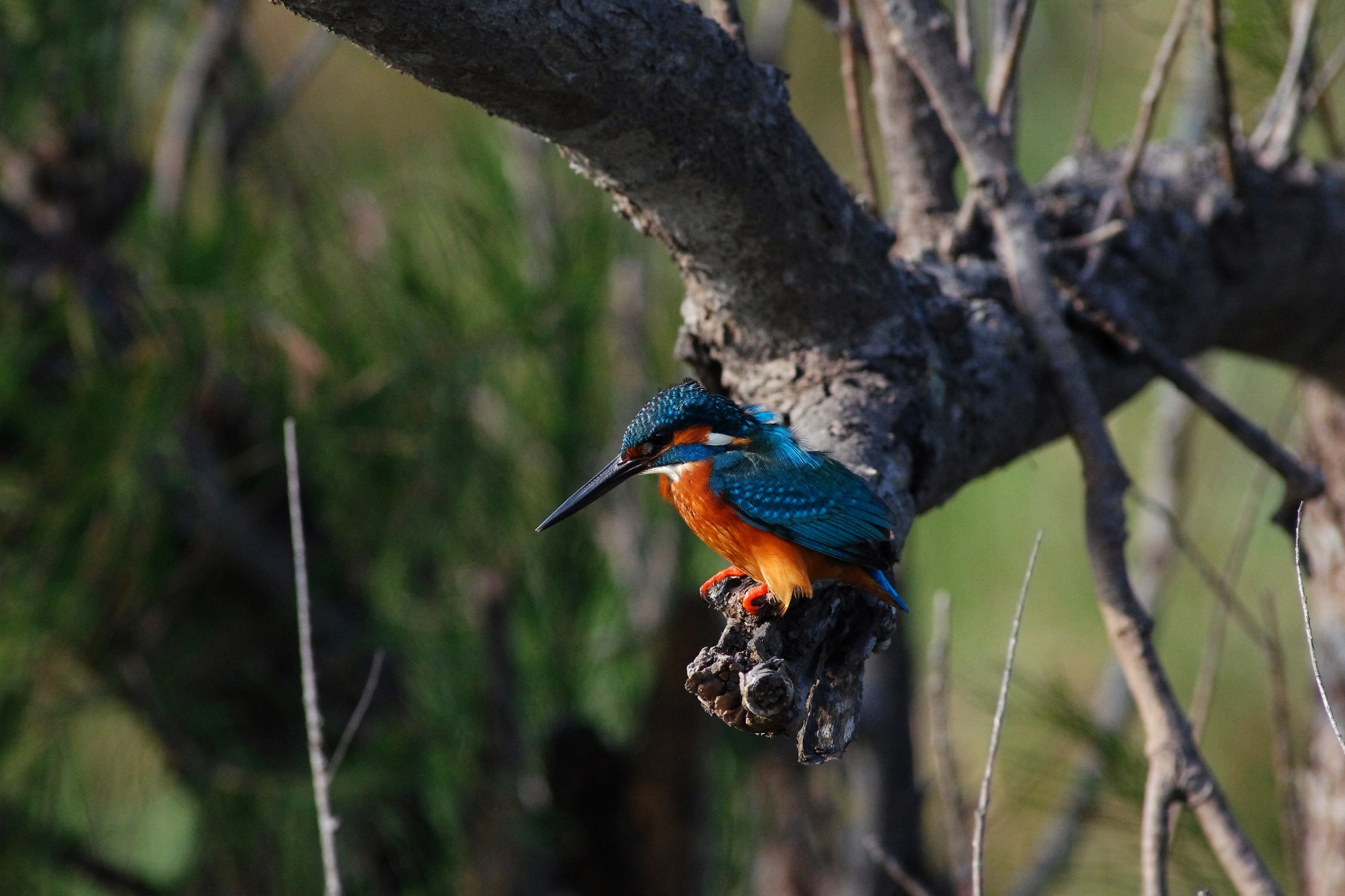 Common Kingfisher