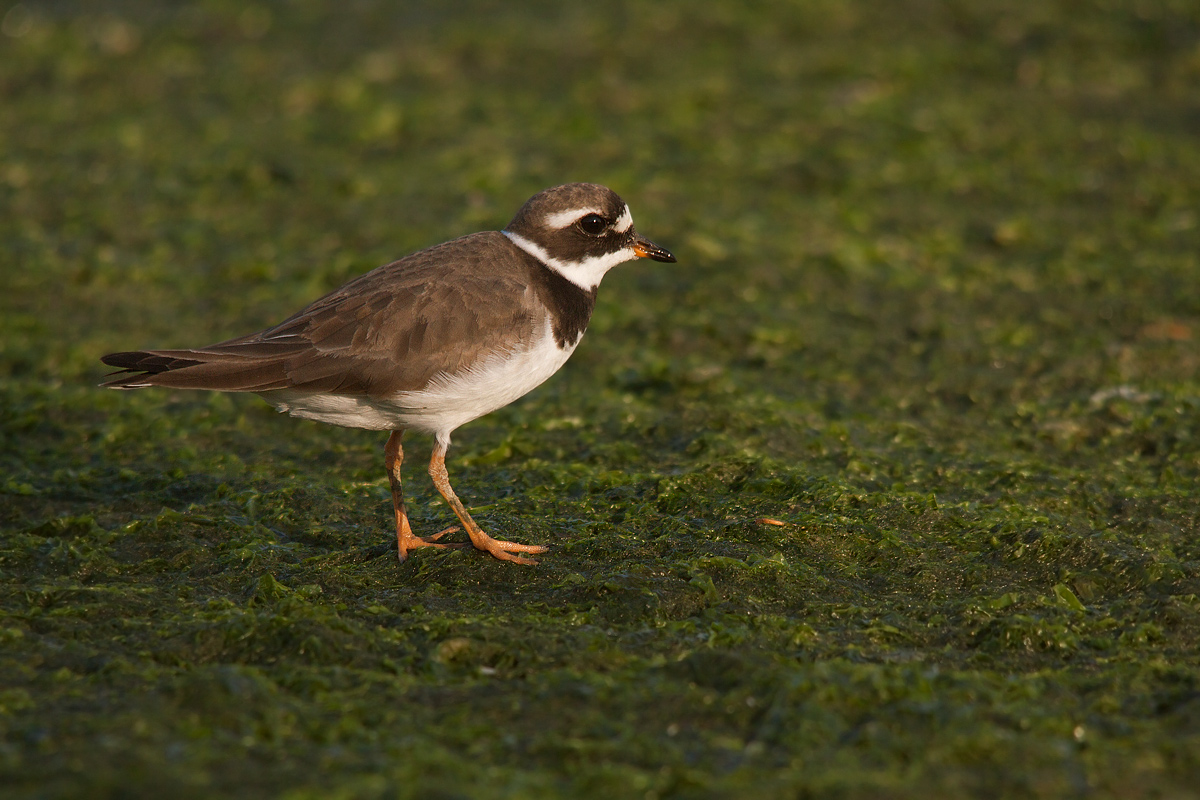 Corriere grosso (-->Piccolo)