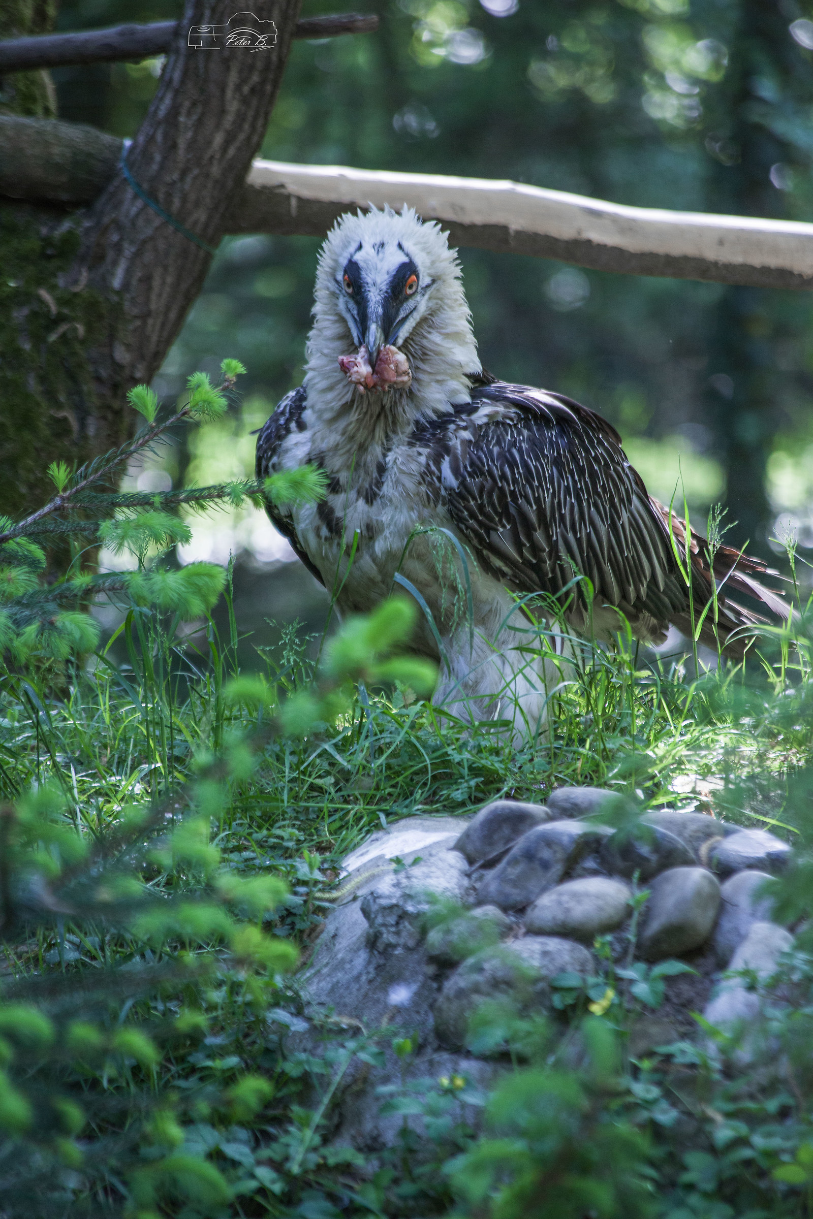Gipeto... “Avvoltoio. La volpe con le ali.”
