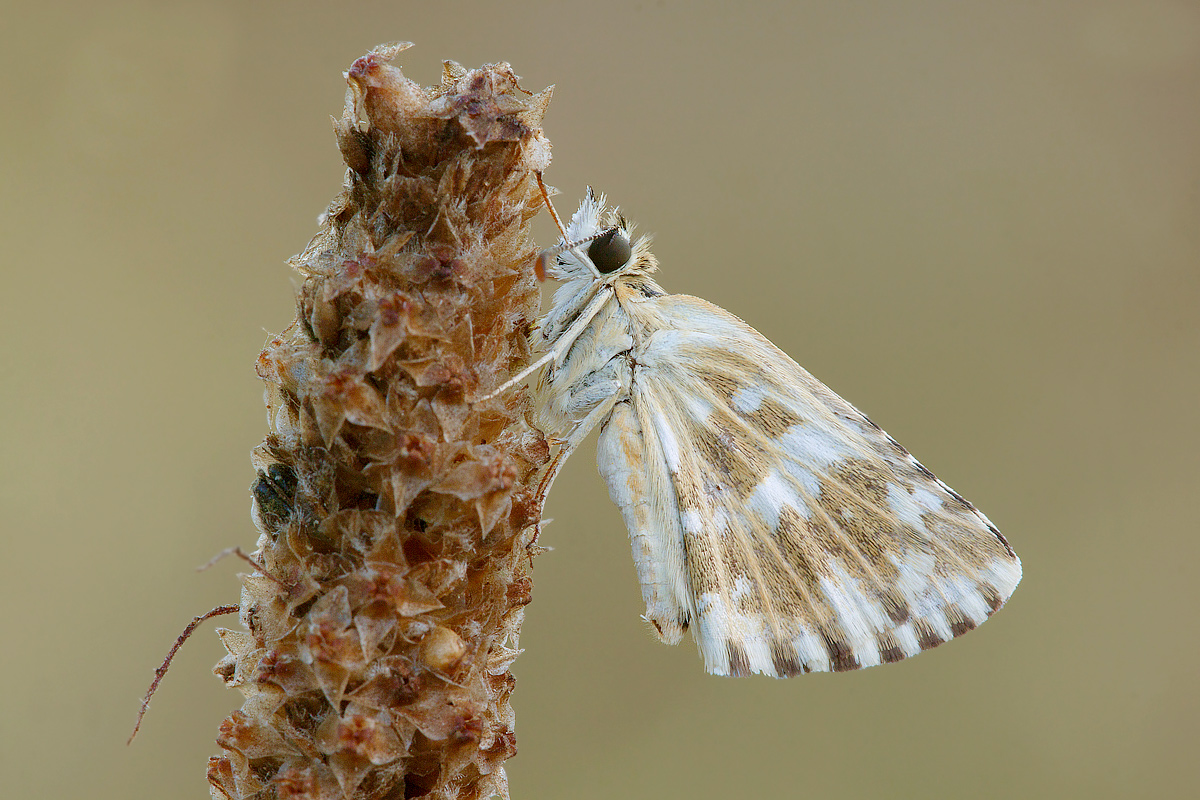 Primi esperimenti con il sigma 150 (Pyrgus Cirsii)