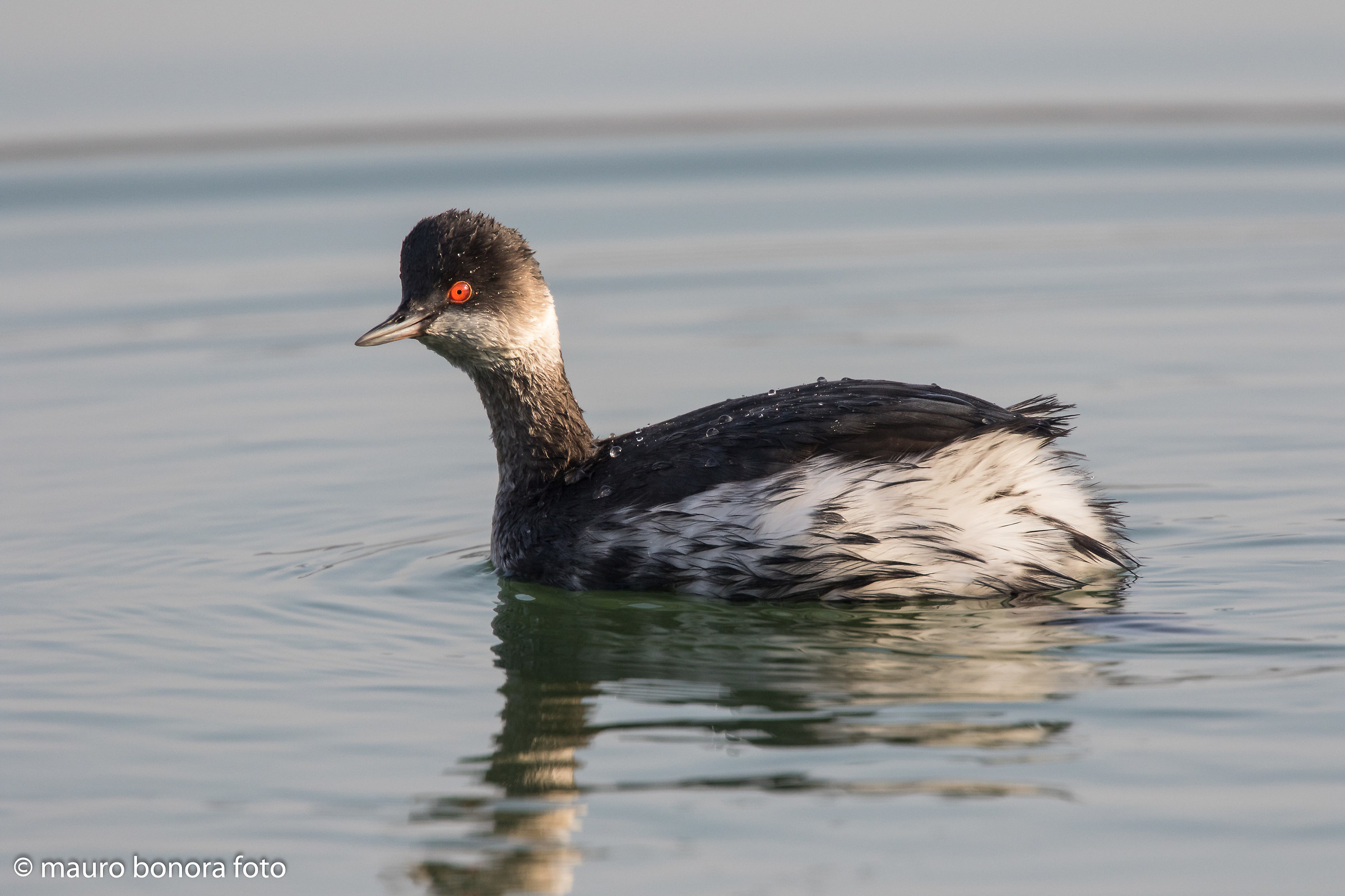 Black-necked Grebe # 1