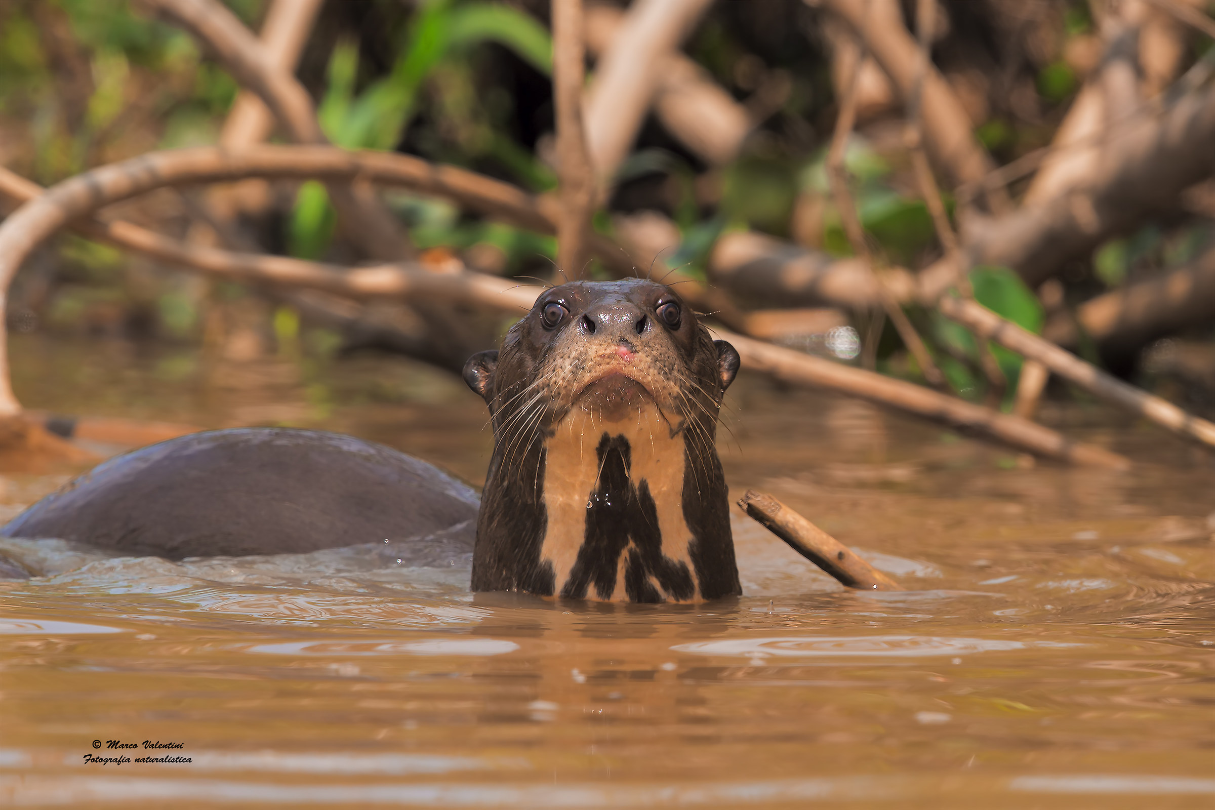giant otter