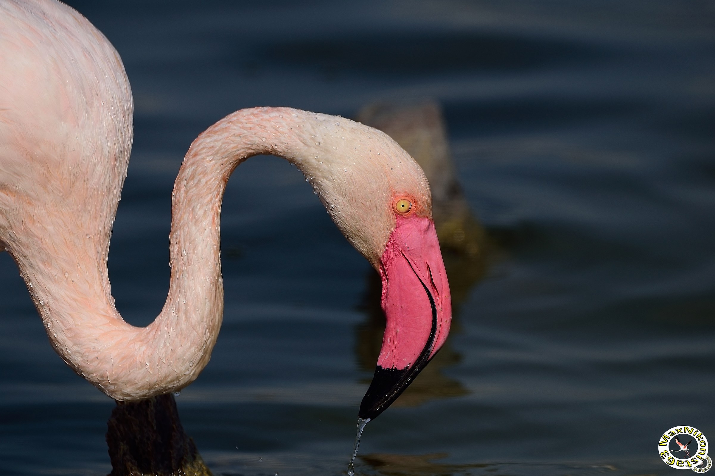Flamingo on icy water