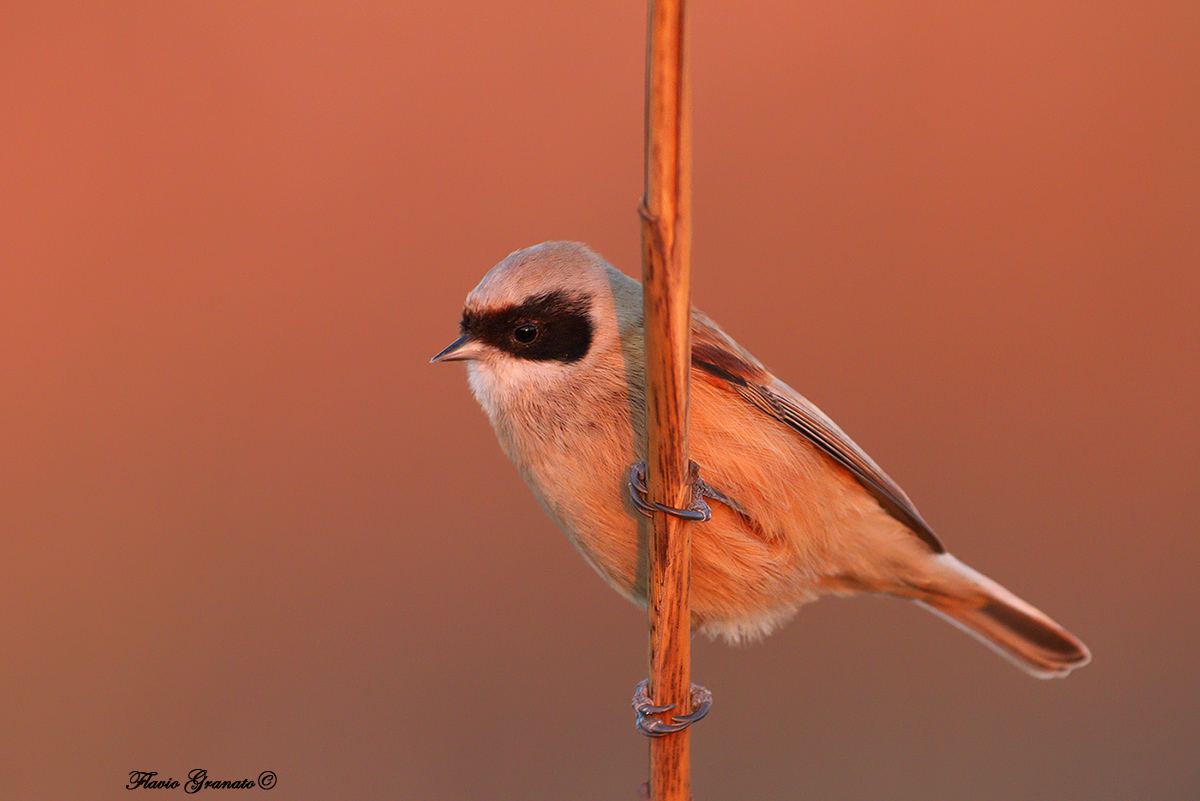 Pendolino last light