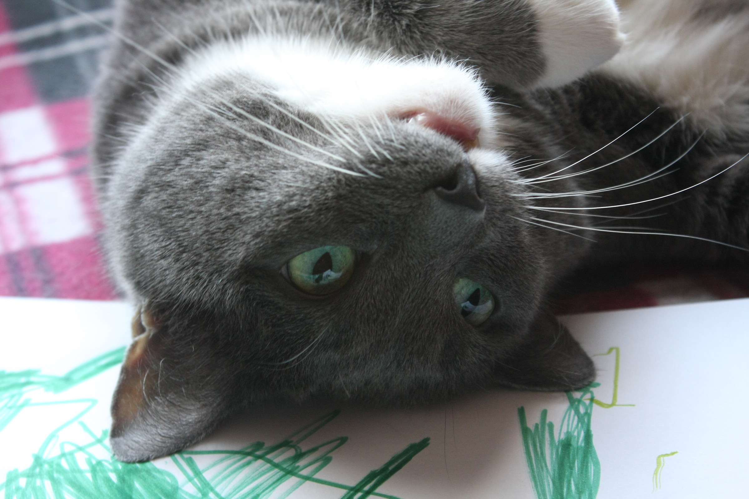 Matilde occhi verdi.......