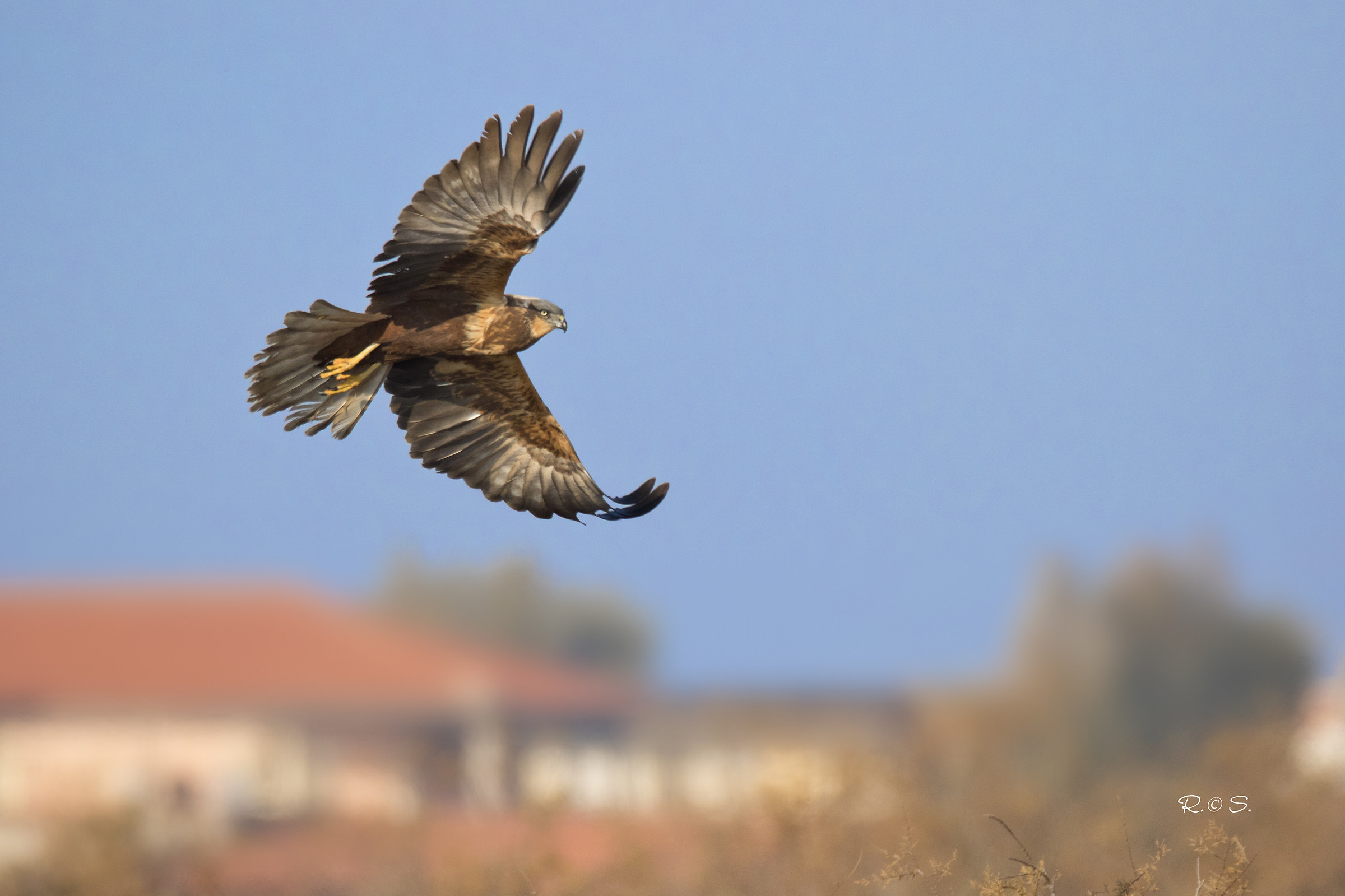 Marsh harrier