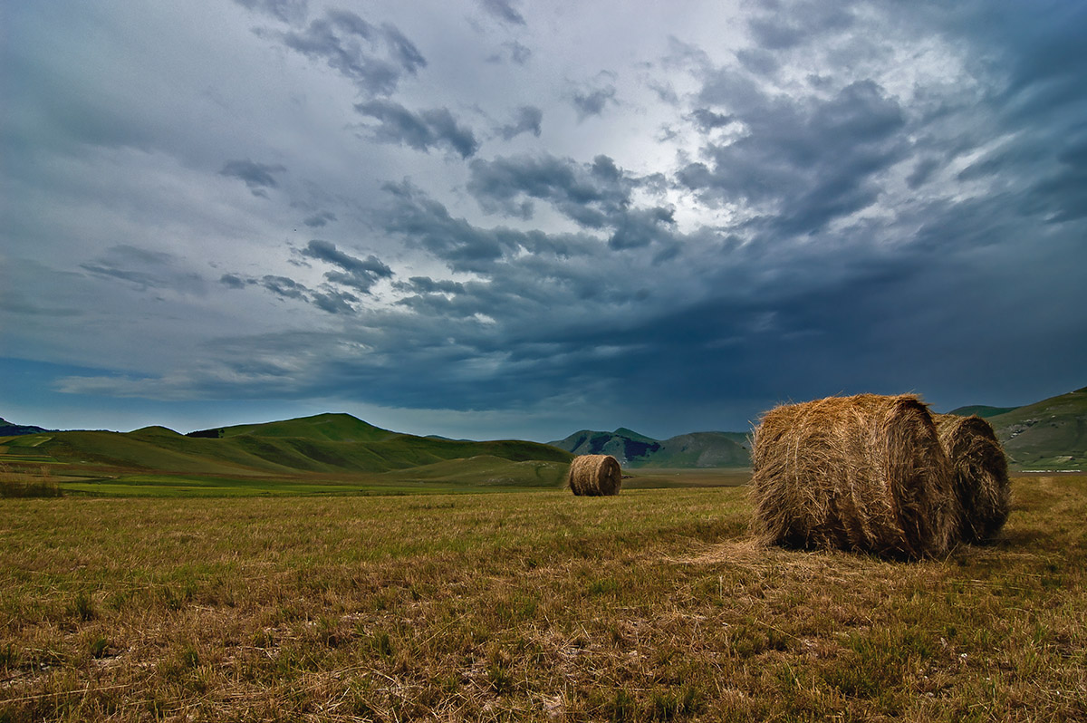 haymaking