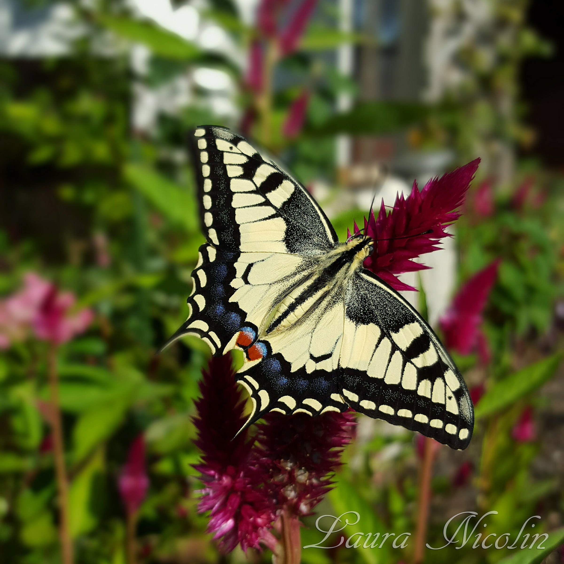 swallowtail