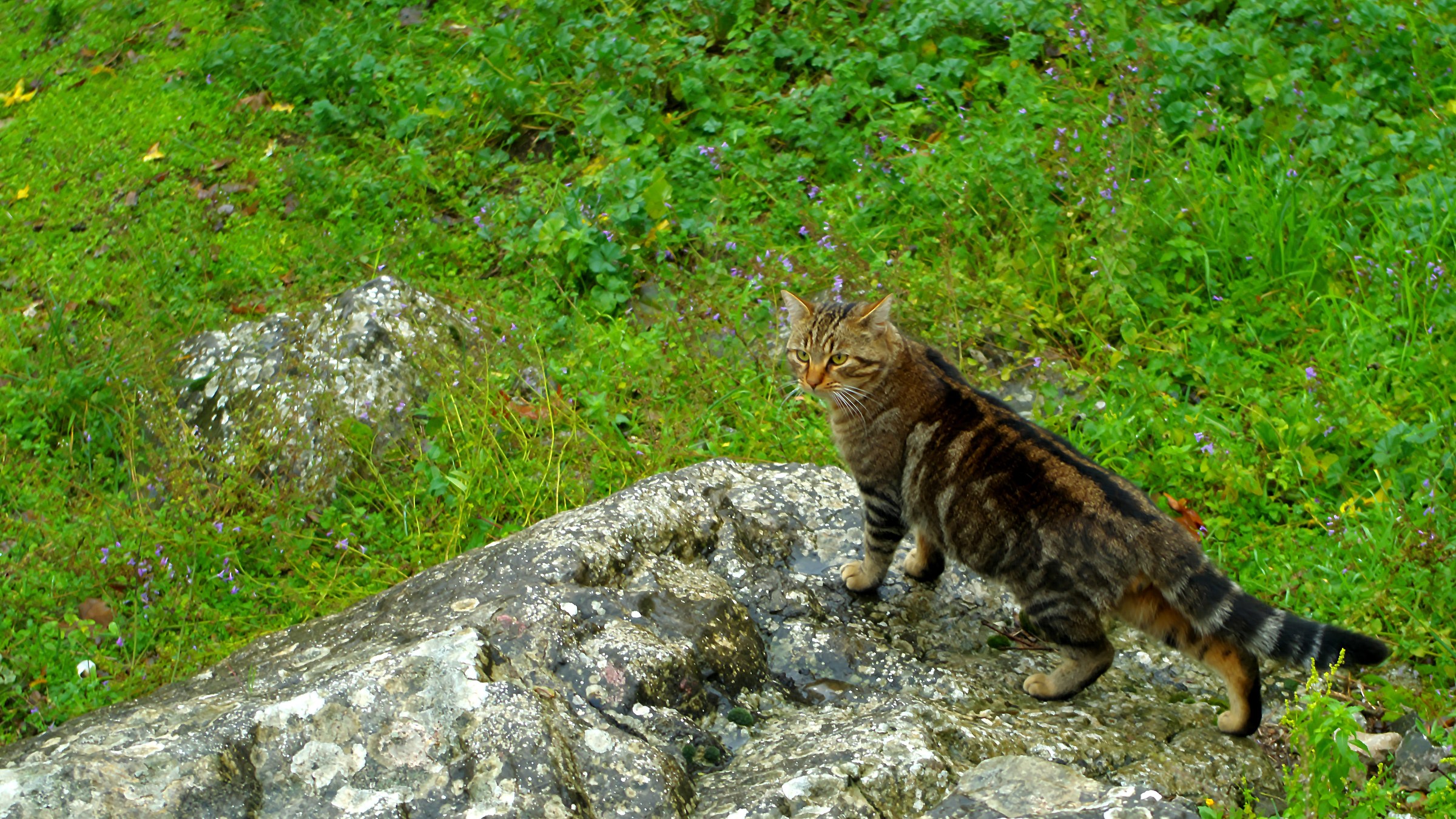 Lesson 1. The cat is on the rock