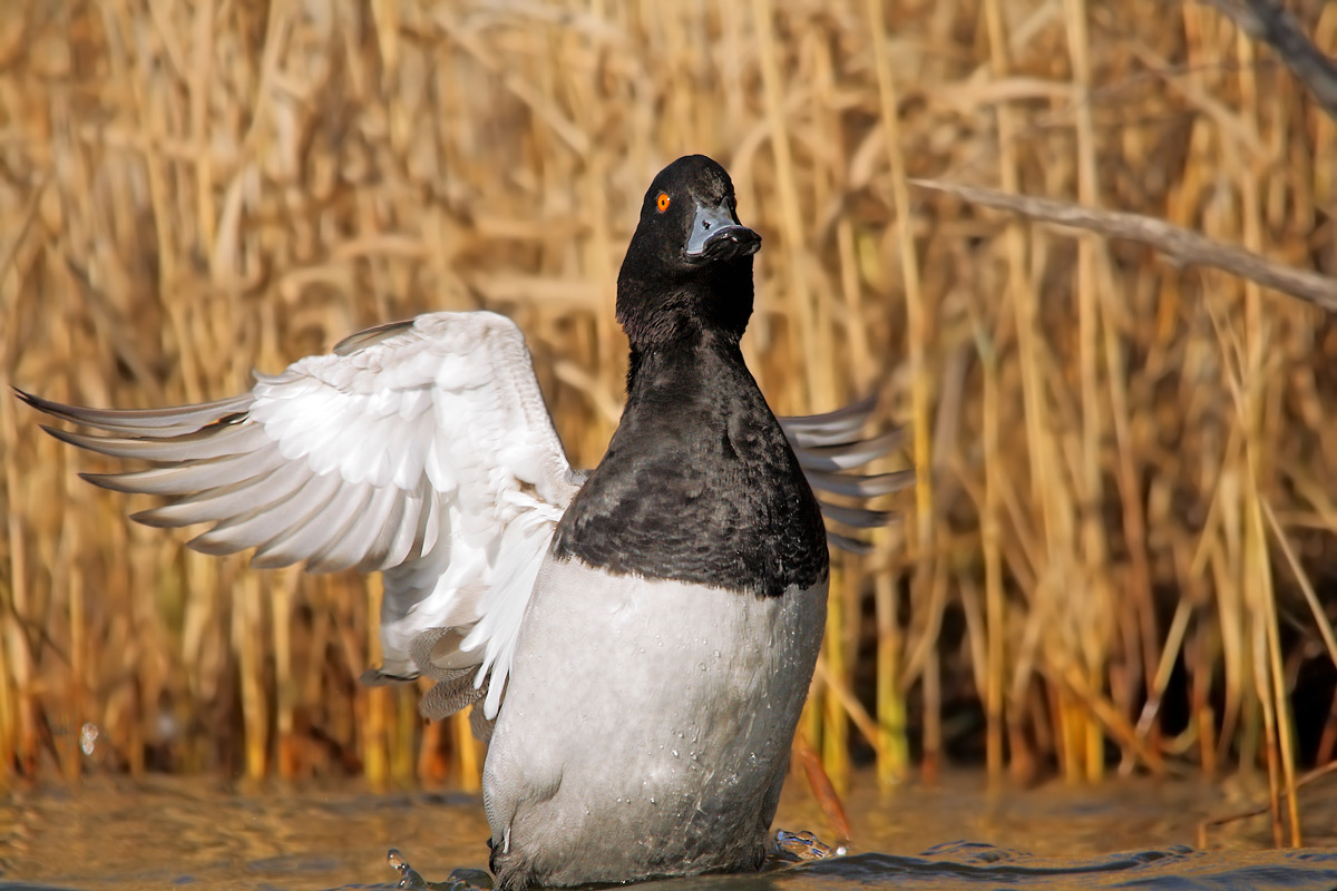Tufted Pochard hybrid