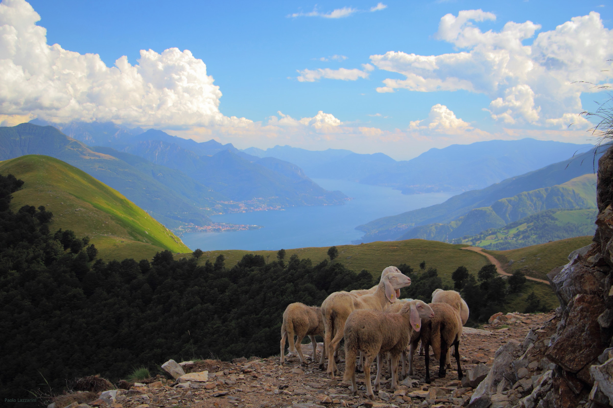Pecorelle del Monte Durìa
