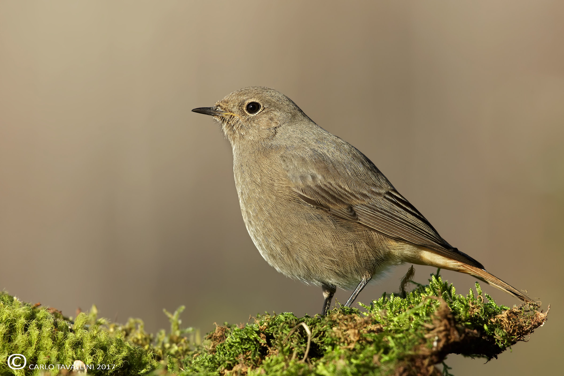 Black redstart (f)