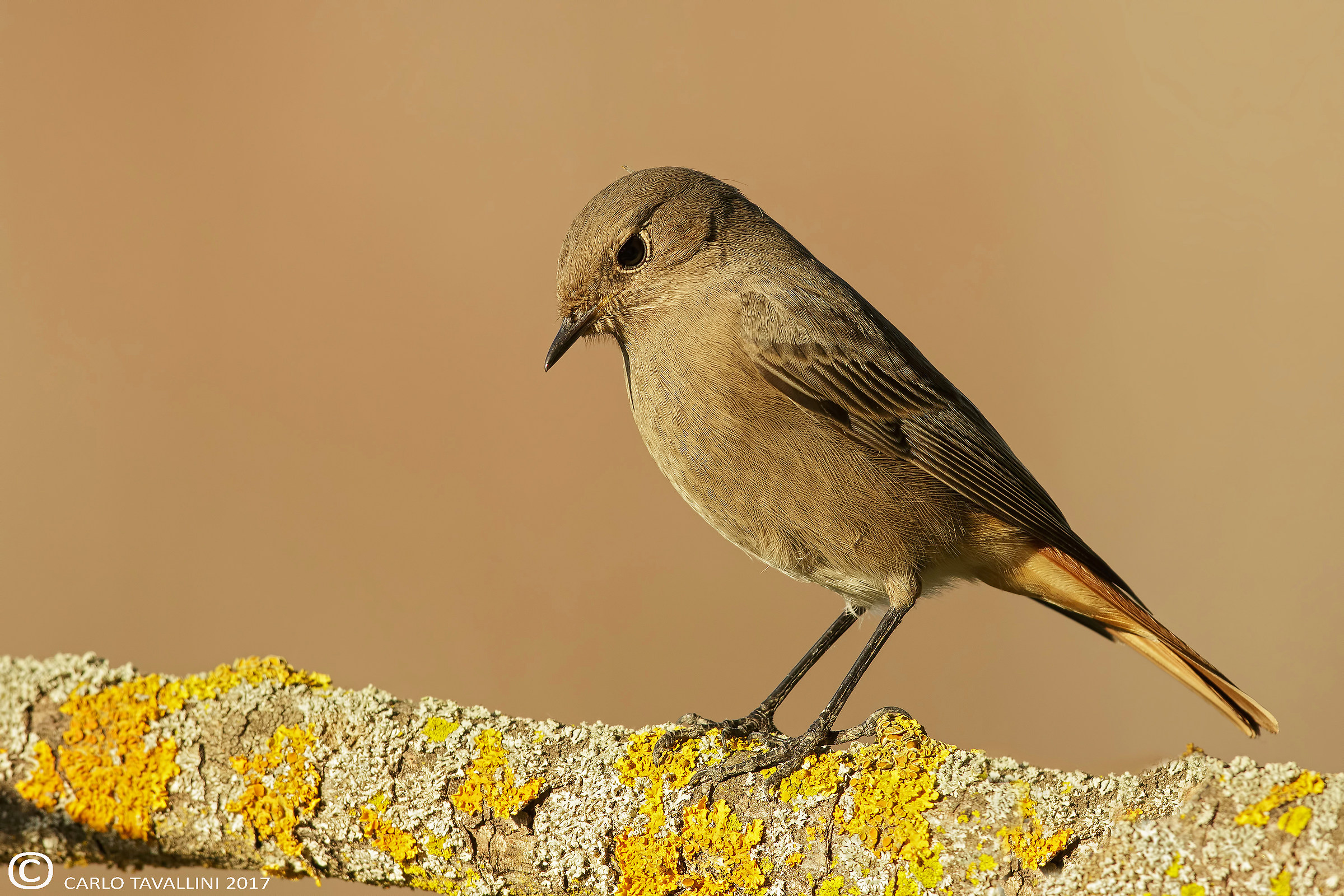 Black redstart (f)