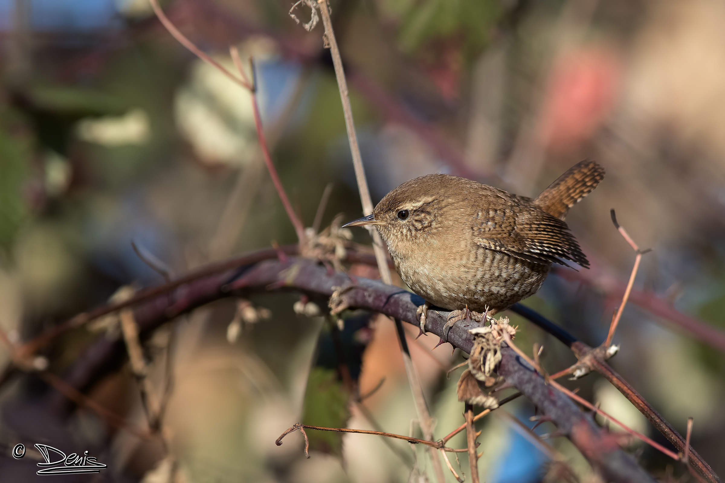 Wren