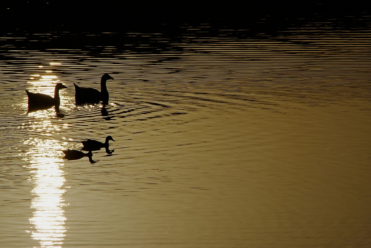 splashing at sunset
